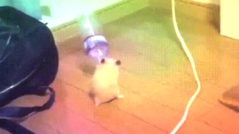 Dancing hamster with bottle