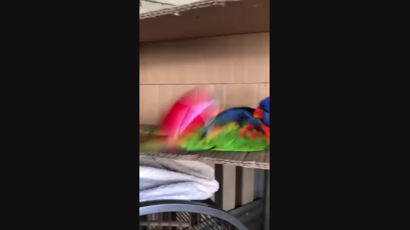 When-youre-easily-entertained.mp4