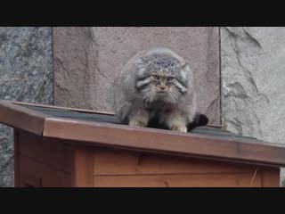 Дикий кот манул в московском зоопарке
