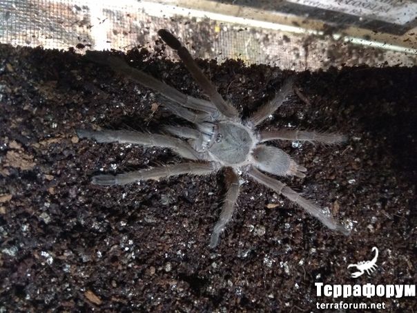 Chilobrachys huahini 