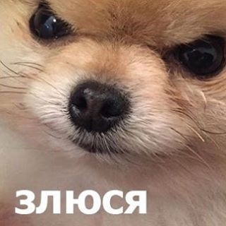 Злюсь но люблю. Я на ее злюсь. Я злой. Я злюсь!. Злюся.