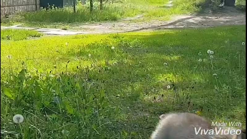 XiaoYing_Video_1557854939784.mp4