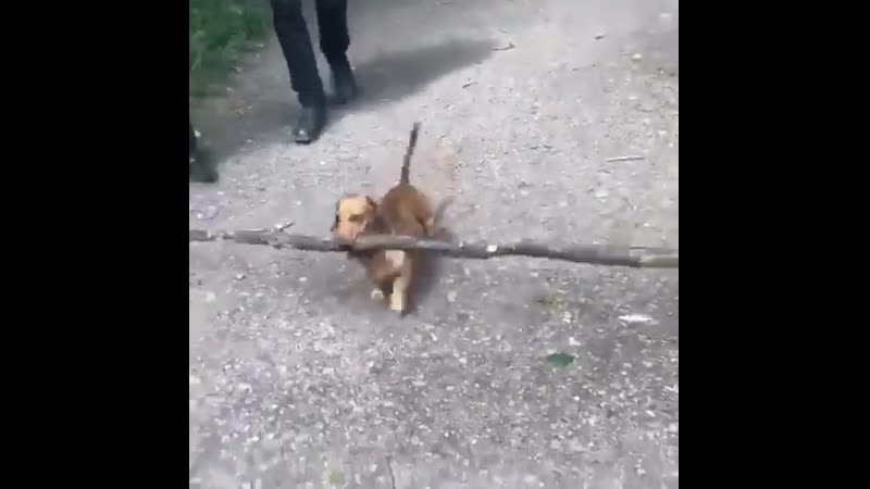 Геркулес😀