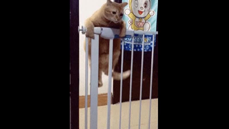 Толстячок