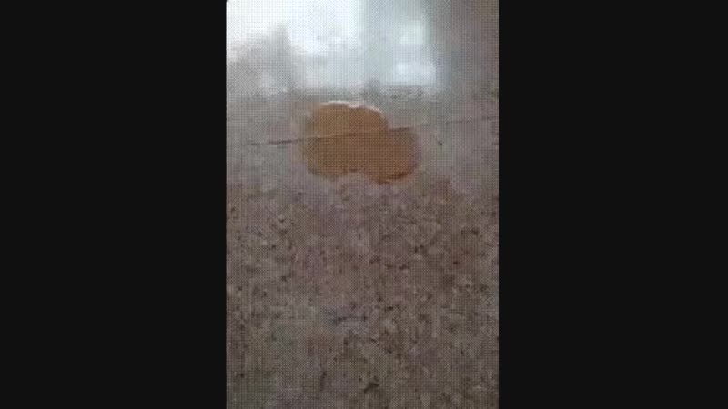 маленький помошник