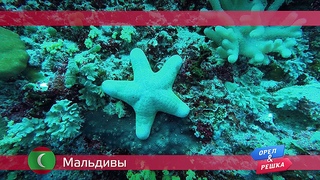 Орел и Решка: Мальдивы