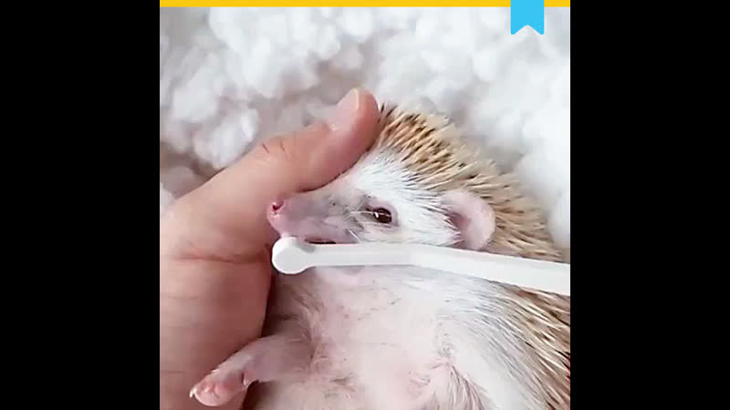 Даже ёжики любят чистить зубы!