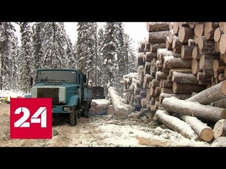 Санитары леса. Специальный репортаж Александра Лукьянова