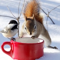 Елена Елена