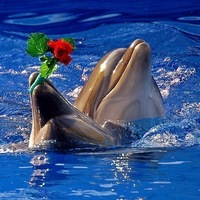 Сардор Ибрагимов