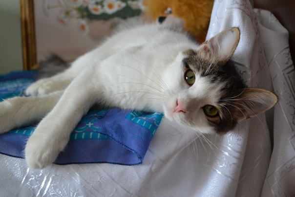 #ищу_дом@vmestepnz_animals
Котик ищет дом

Город: Пенза
