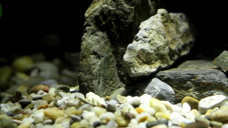 Paludarium 1