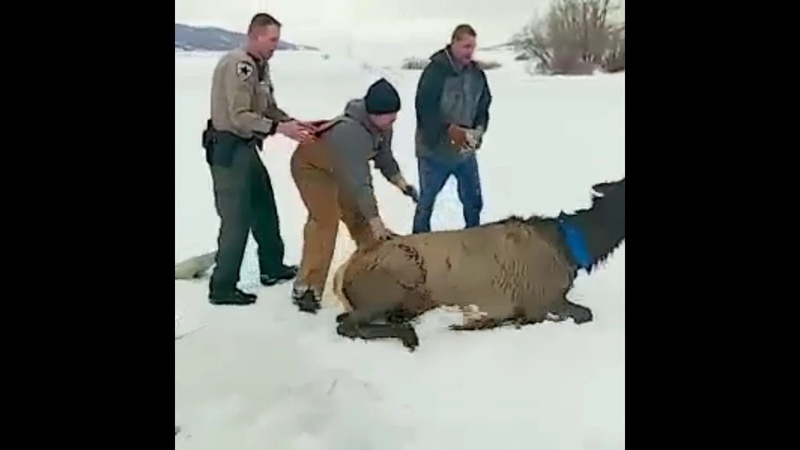 ЛЮДИны спасли десять ОЛЕНЕЙ