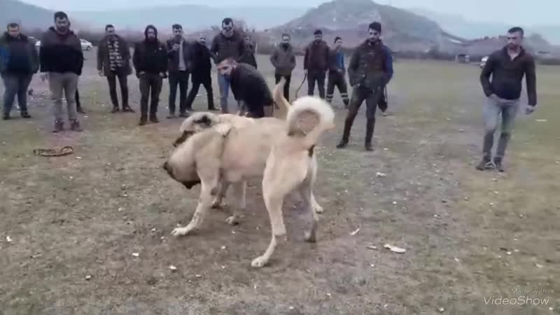 Tokat tan Atohan Taşovadan Ağa