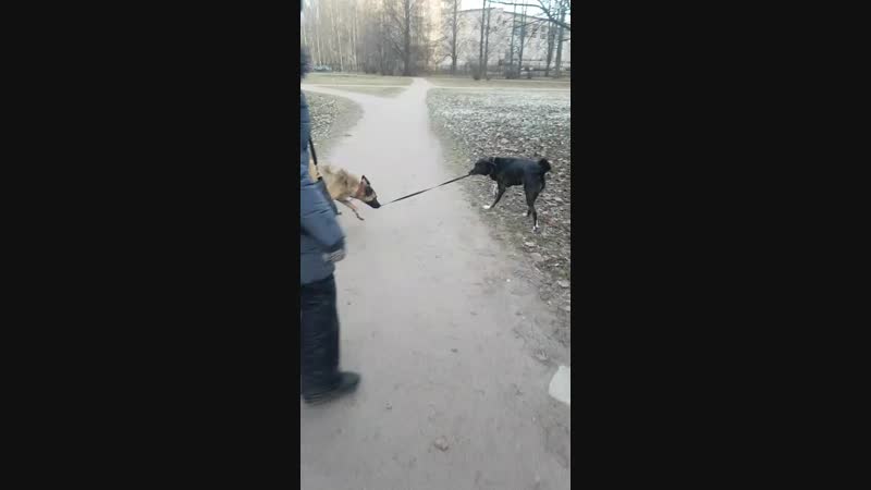 VID-20181213-WA0002.mp4