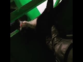 В Спасске-Дальнем пожарные спасли кота