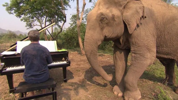 Elephant Sonata. Пианист Пол Бартон играет классическую музыку больным слонам, чтобы им стало легче. У пианиста Бартона огромная аудитория. В прямом смысле огромная. Его главные поклонники —