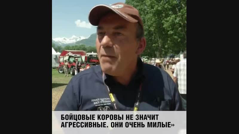 Швейцарские бои коров