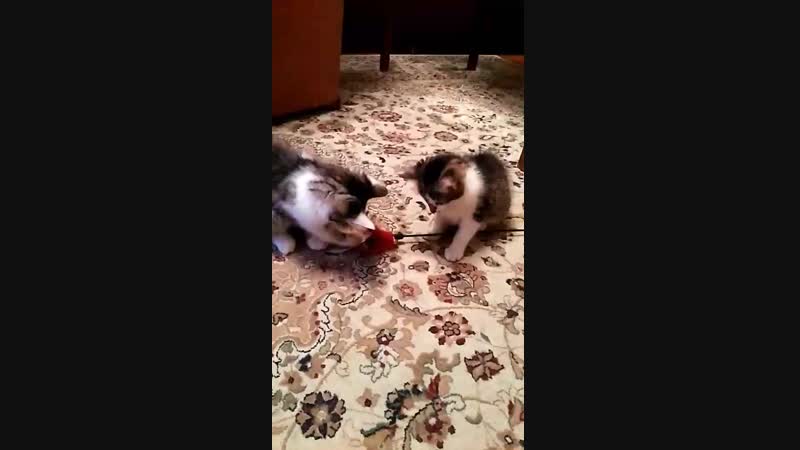котята