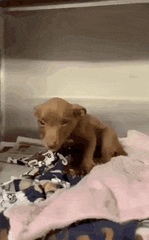 Pupper has the best smile after being adopted - Create, Discover and Share Awesome GIFs on Gfycat