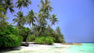 🎧 Relaxing Tropical Paradise Island Maldives / White Sand Palm Beach with Blue Sky and Sea View