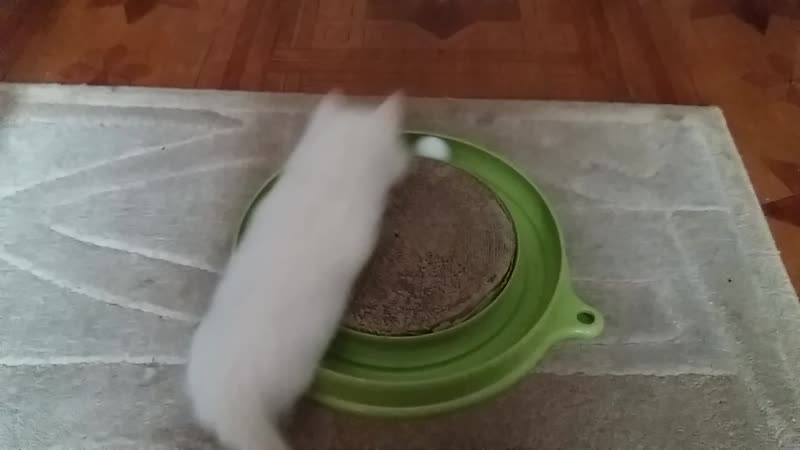 20170904_145042.mp4