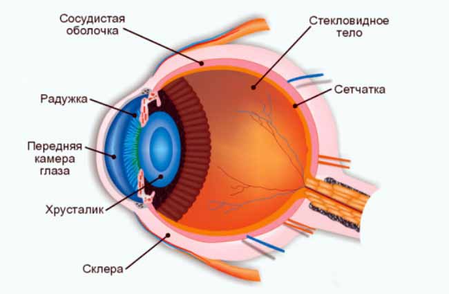 Анатомия человеческого глаза включает в себя роговицу, сетчатку, хрусталик, зрачок, зрительный нерв и многое другое.