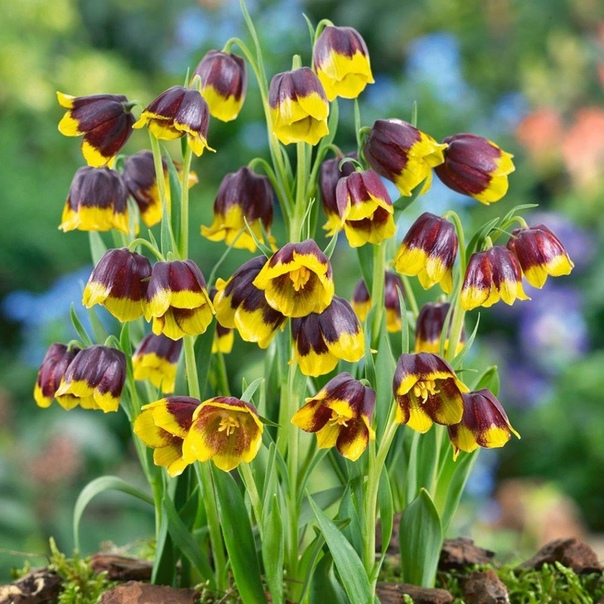 рябчик михайловского рябчик михайловского (fritillaria michailowsyi) изящное мелколуковичное растение высотой 15-25 см. его родина северо-восток турции. вид описан в 1904 году.в последнее время