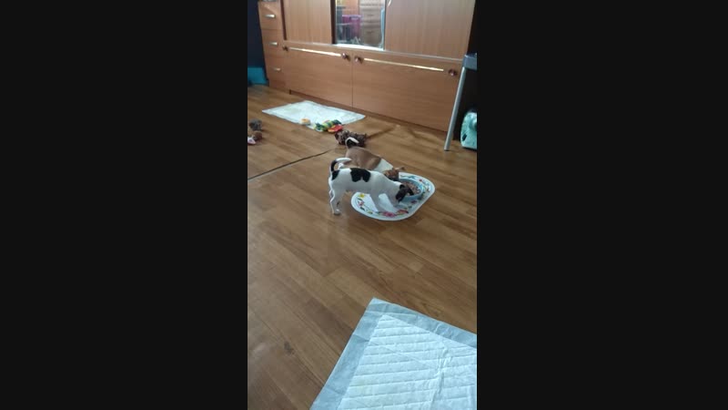 VID_20190219_143311_1.mp4