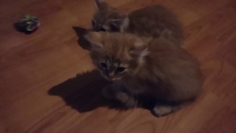 Рыжие котята знакомятся с Тутси.