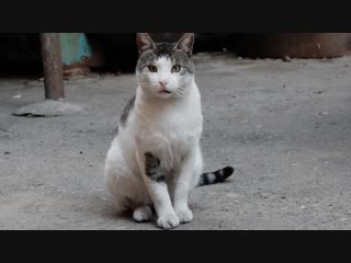 Коотики Тбилиси и не только...