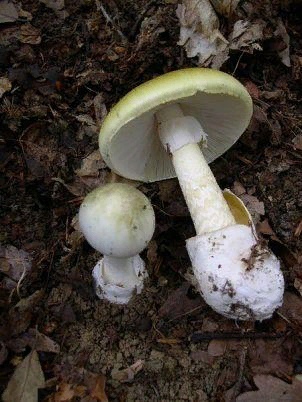 Отличие бледной поганки от шампиньона Проще всего лакомиться грибами, которые «растут» на полках магазинов. Но, увы, настоящий азарт «тихой охоты» вы не почувствуете. Поэтому ежегодно сотни