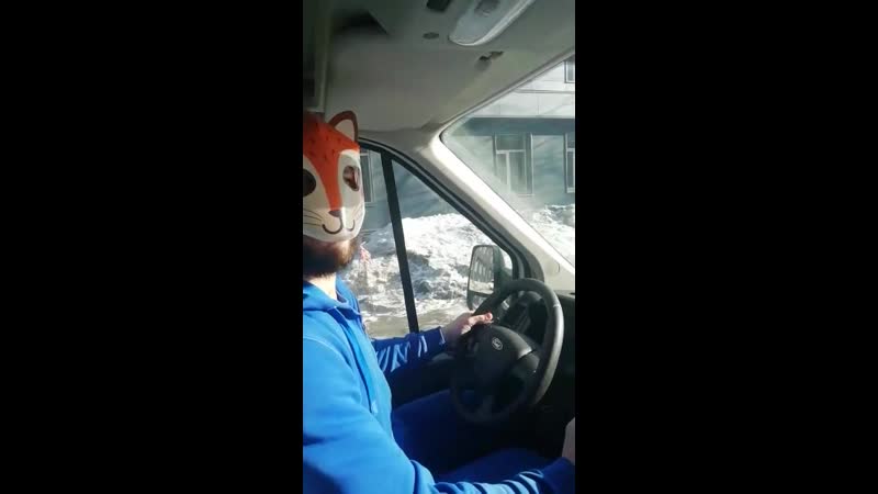 Сытый лис