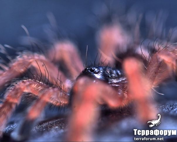 Pseudoclamoris gigas 