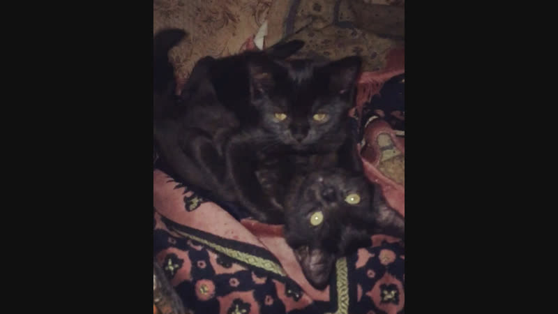 Сладкие и милые😻Мару и Маниша😻
