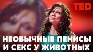 TED | Необычные пенисы и секс у животных
