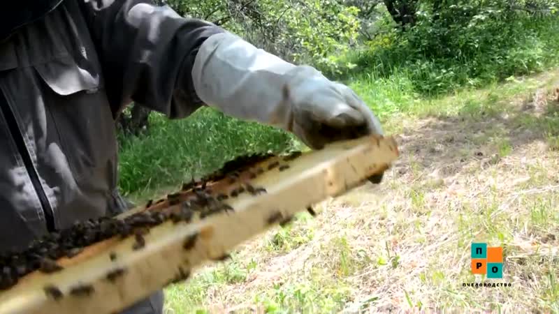 Как пересадить рой пчел.