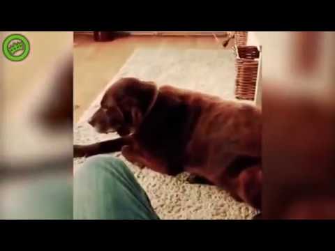 Кота вырвало от шептуна собаки
