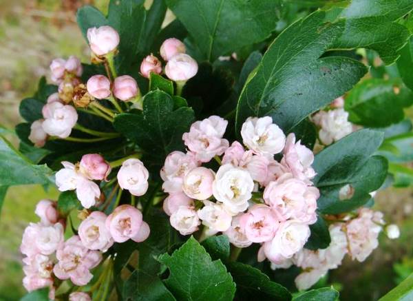 Боярышник Боярышник колючий или глод (Crataegus) представляет собой кустарник или невысокое дерево семейства Розоцветных ( Rosaceae ). Род культуры насчитывает около 200 видов преимущественно