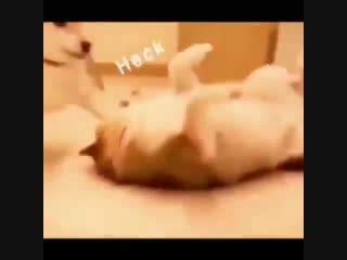 Видео Папка