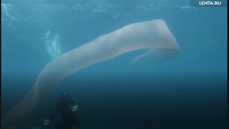 Гигантский морской червь