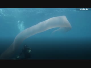 Гигантский морской червь