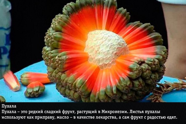 10 самых экзотических фруктов: фото и названия Нас уже не удивишь маракуйей, дурианом и личи. Сегодня мы узнаем о действительно редких экзотических фруктах, которые вы вряд ли пробовали хоть раз