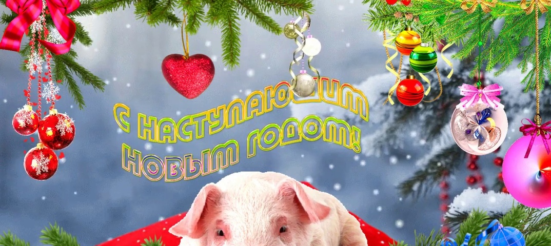 Для друга, картинки смешные с наступающим годом 2019 свиньи