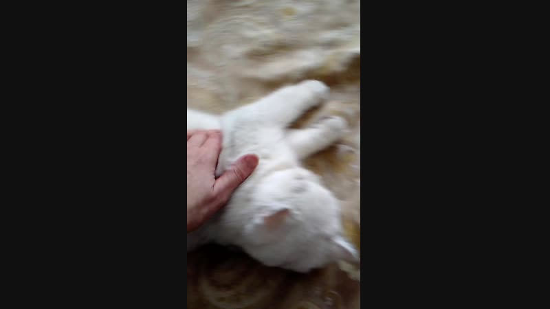 MUTE_20181216_220657.mp4