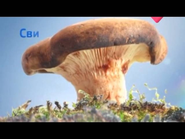 Раскрывая тайны. Еда (Грибы)