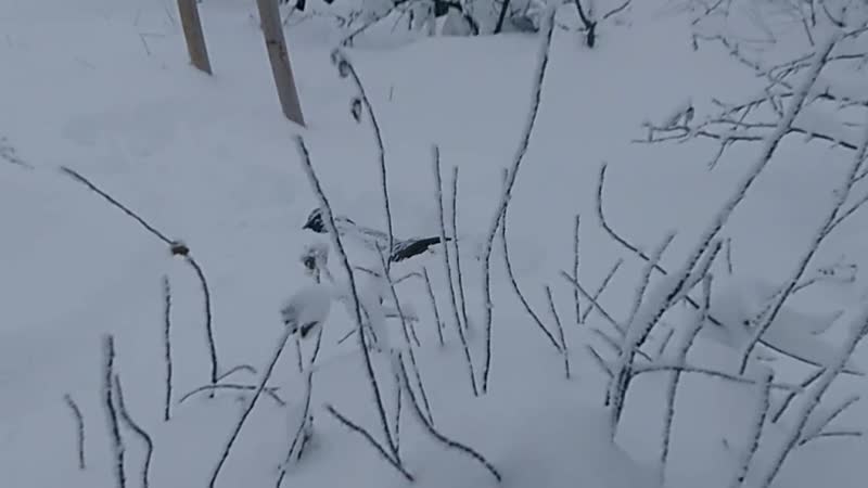Снежный отжиг