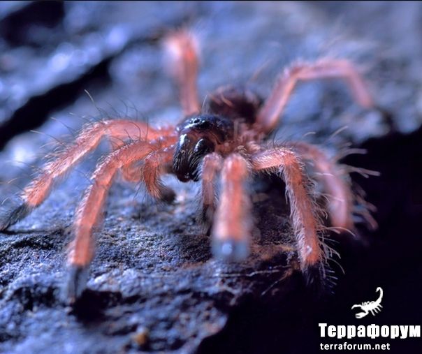 Pseudoclamoris gigas 