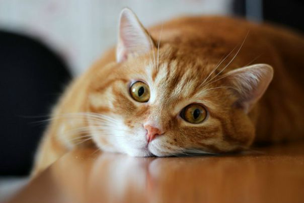 Кошачье мурлыканье укрепляет наши кости! 