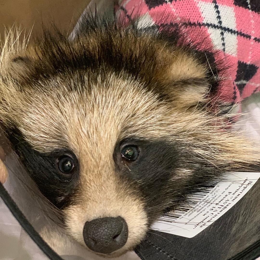 В Ленобласти спасли енотовидную собаку, забравшуюся в курятник (фото)